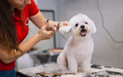 Grooming Tips for Different Dog Breeds: What You Need to Know