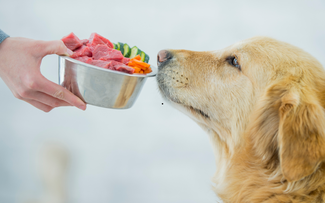 Raw Diets for Dogs: A Deep Dive into Health Benefits and Considerations