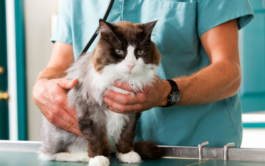 The Importance of Regular Vet Checkups: Preventative Care for Your Pet